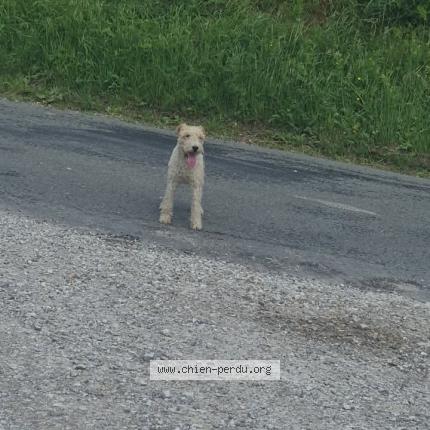 Photo 1/2 Chien retrouvé Perdu à Blangy sur ternoise