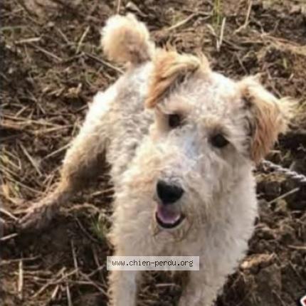 Photo 2/2 Chien retrouvé Perdu à Blangy sur ternoise