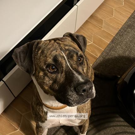 Photo 1/1 Chien retrouvé Perdu à Brunoy