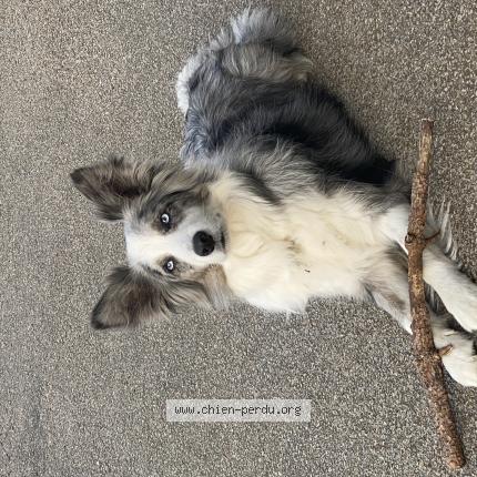 Photo 1/1 Chien retrouvé Perdu à Plogoff