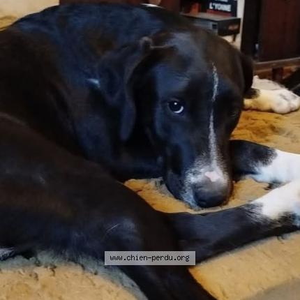 Photo 1/1 Chien retrouvé Perdu à Bleneau