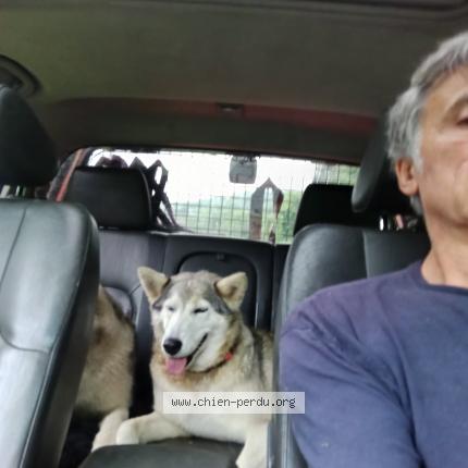 Photo 1/1 Chien retrouvé Trouvé à Paladru