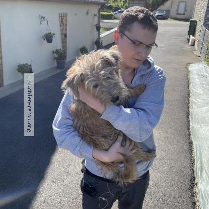 Photo 1/1 Chien retrouvé Perdu à Alencon