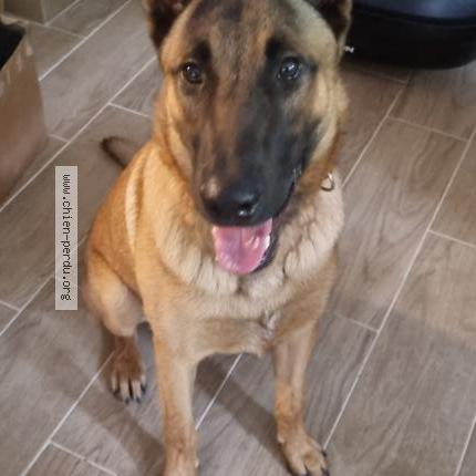 Photo de chien trouvé à Mordelles