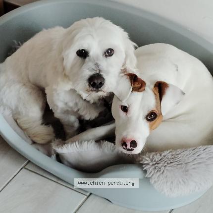 Photo 1/1 Chien retrouvé Perdu à Le blanc