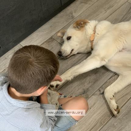 Photo 1/1 Chien retrouvé Perdu à Vigneux de bretagne