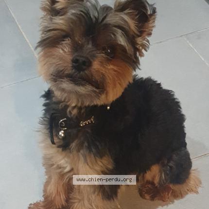 Photo 1/1 Chien retrouvé Perdu à Courtry