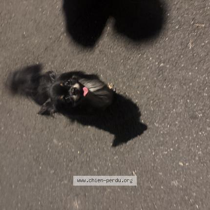 Photo 1/1 Chien retrouvé Trouvé à St raphael