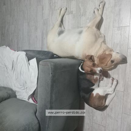 Photo 1/1 Kira Chien perdu à R calzada