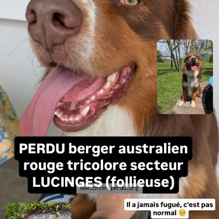 Photo 1/1 Chien retrouvé Perdu à Lucinges