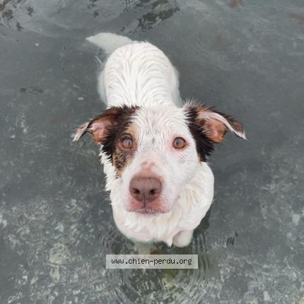 Photo 1/1 Chien retrouvé Perdu à Le puy sainte reparade