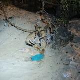 Photo de chien retrouvé à Montevideo