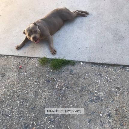 Photo 1/1 Chien retrouvé Perdu à Grezac