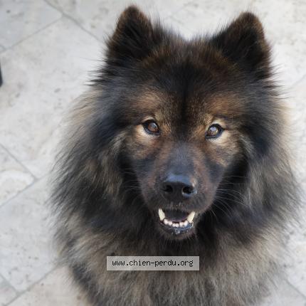 Photo 1/1 Chien retrouvé Perdu à Savennieres