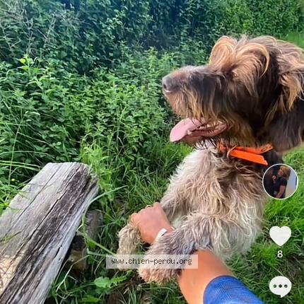 Photo 1/1 Chien retrouvé Perdu à Montjean