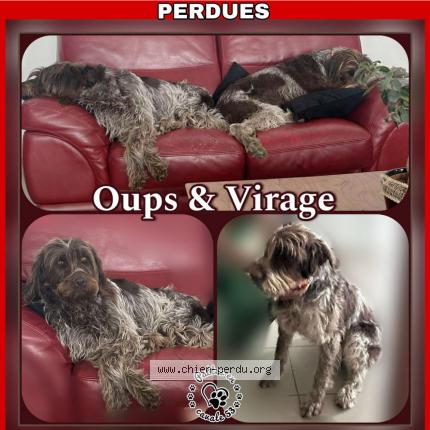 Photo 1/1 Chien retrouvé Perdu à Montjean