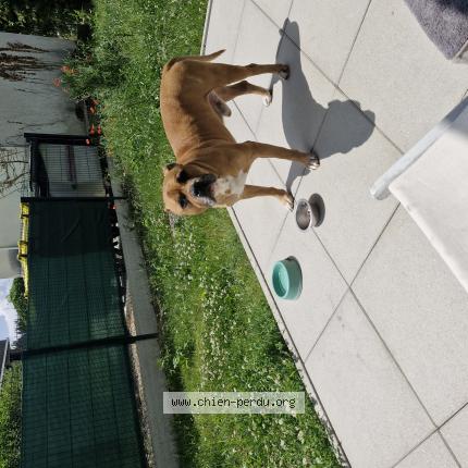 Photo de chien trouvé à Ambilly