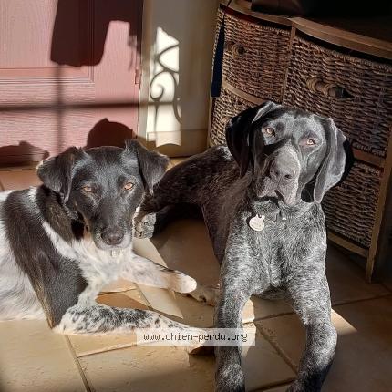 Photo 1/1 Chien retrouvé Perdu à Perche en noce