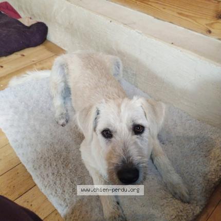 Photo 1/1 Chien retrouvé Perdu à Ceaux en couhe