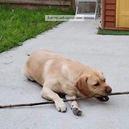 Photo de chien trouvé à Saint Herblain