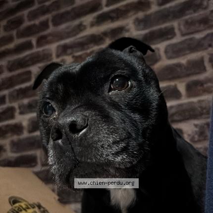 Photo de chien perdu à Marest Sur Matz