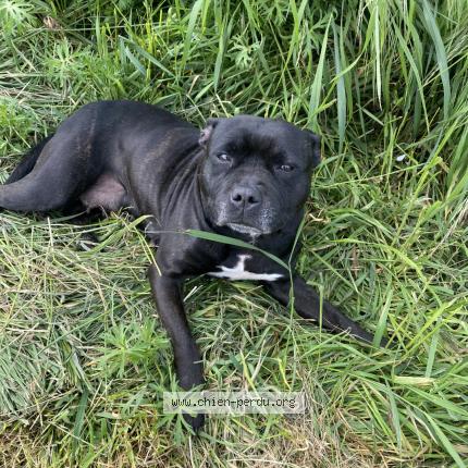 Photo de chien perdu à Marest Sur Matz