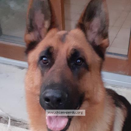 Photo 1/1 Chien retrouvé Perdu à St christophe et le laris 2635