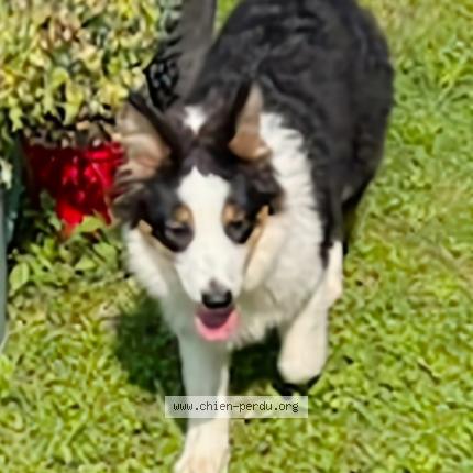 Photo 1/1 Chien retrouvé Trouvé à Le bugue