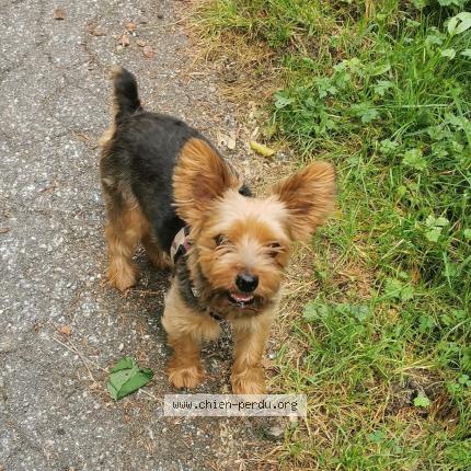 Photo 1/1 Chien retrouvé Perdu à Knutange