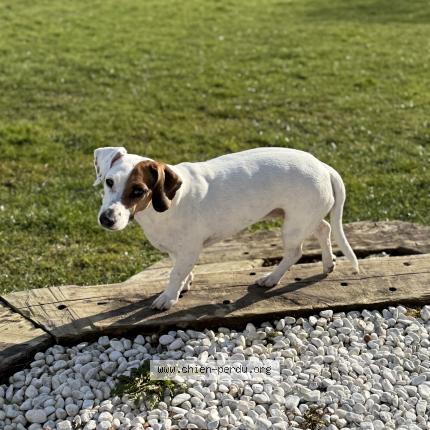 Photo de chien perdu à Croisilles