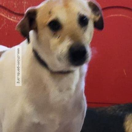 Photo 1/3 Chien retrouvé Perdu à Soussans