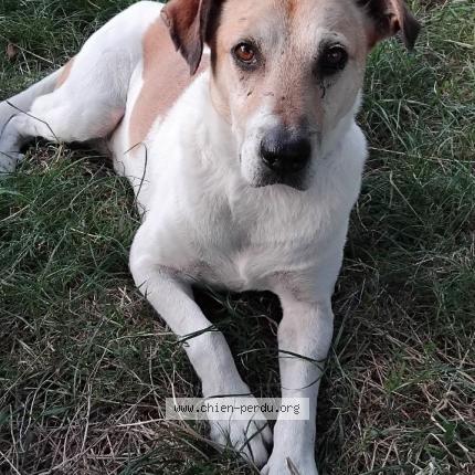 Photo 2/3 Chien retrouvé Perdu à Soussans