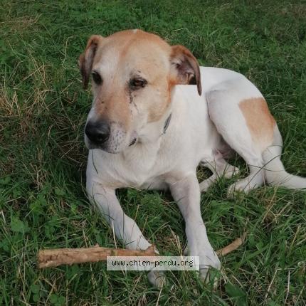 Photo 3/3 Chien retrouvé Perdu à Soussans
