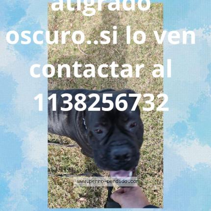 Photo 1/1 Bandido Chien perdu à Escobar