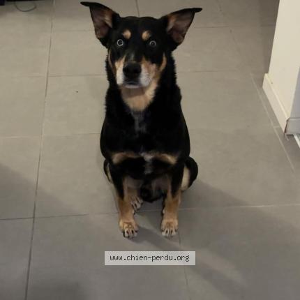 Photo de chien perdu à Chatelaillon Plage