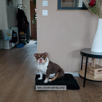 Photo de chien perdu à Ingre