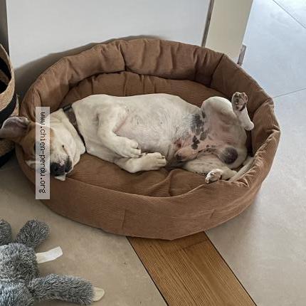 Photo de chien perdu à Niort