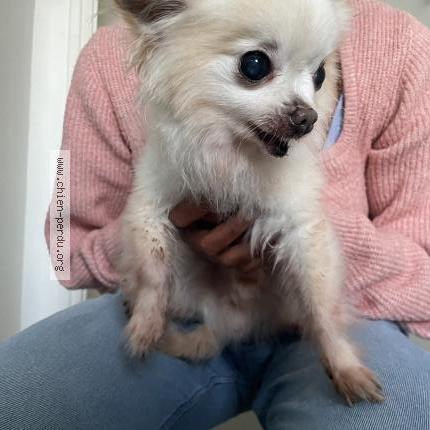 Photo 1/1 Chien retrouvé Trouvé à Brest