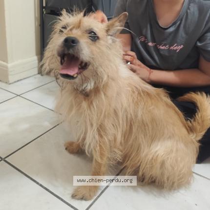 Photo 1/1 Chien retrouvé Trouvé à Sarcelles