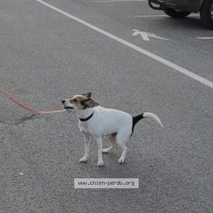 Photo de chien perdu à Magnanville