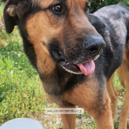 Photo de chien trouvé à Carpentras