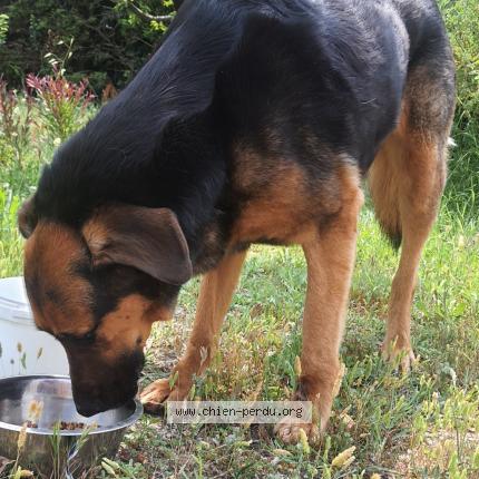 Photo 2/4 Chien retrouvé Trouvé à Carpentras