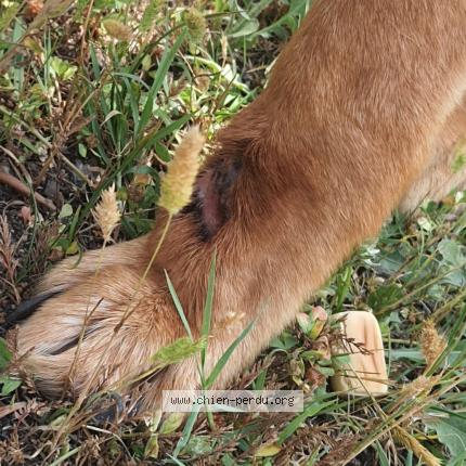 Photo 3/4 Chien retrouvé Trouvé à Carpentras