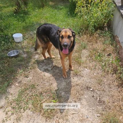 Photo 4/4 Chien retrouvé Trouvé à Carpentras