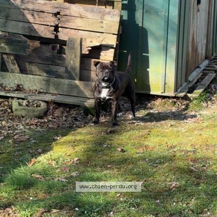 Photo 1/1 Chien retrouvé Perdu à Aire sur l adour
