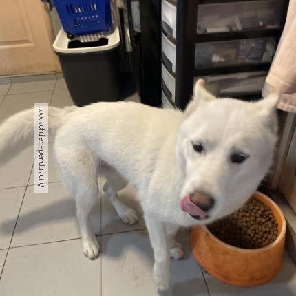 Photo de chien perdu à Boucau