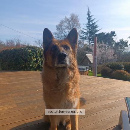 Photo de chien perdu à Doazon