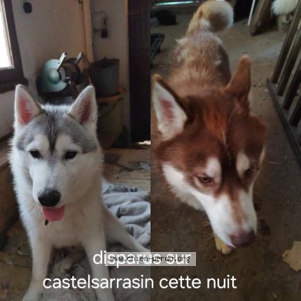 Photo 1/1 Chien retrouvé Perdu à Castelsarrasin