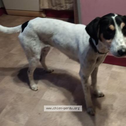 Photo 1/1 Chien retrouvé Perdu à Poligny