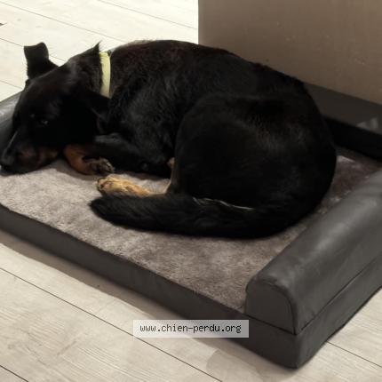 Photo de chien perdu à Corme Royal